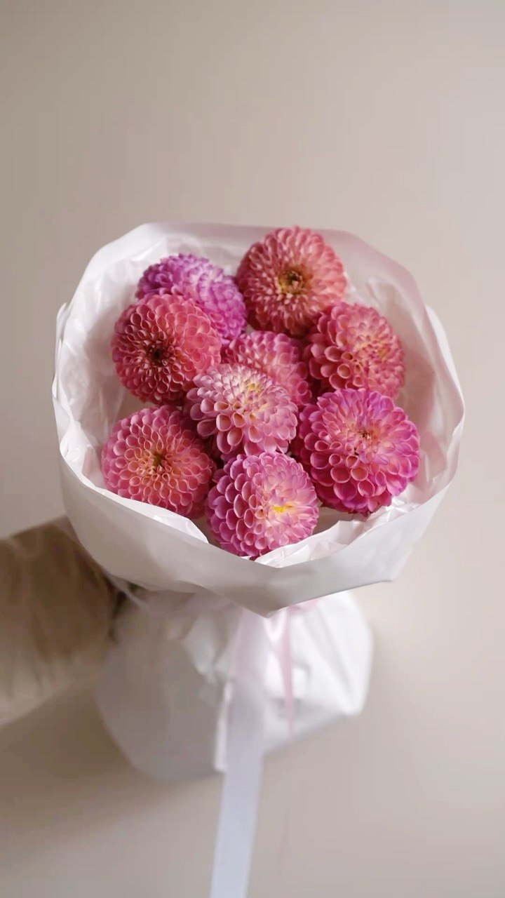 Жоржина Pink